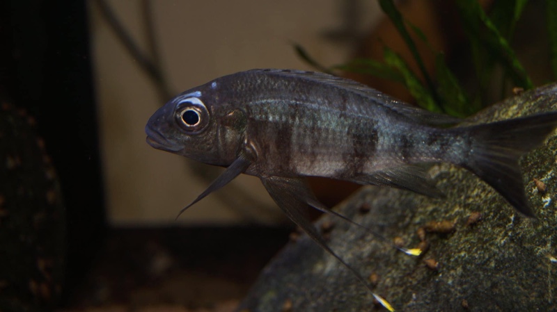 Ophthalmotilapia sp. 'whitecap' Mabilibili Bay